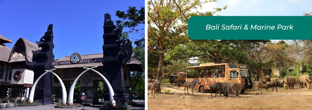 Одно из интереснейших мест, которые, безусловно, стоит посетить во время поездки на Бали — Bali Safari and Marine Park.